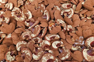 Kiểm chứng chất lượng nấm linh chi: Dữ liệu từ mô hình trồng quy chuẩn tại TP.HCM