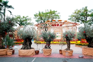 ‘Cụ Ô Liu’ hơn 300 tuổi xuất hiện ở Đường hoa Phú Mỹ Hưng