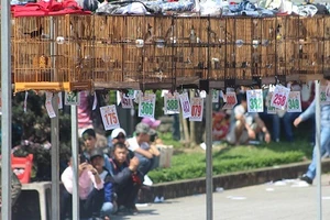 Chim chào mào Quảng Trị đoạt cúp vàng Cố đô