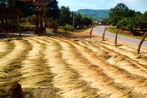 Hái ‘lộc trời’ trên rừng Trường Sơn