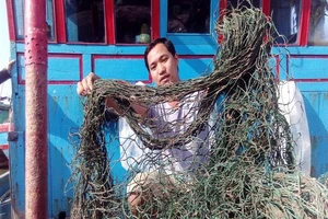 'Bùn lạ' tấn công lưới ngư dân miền Trung