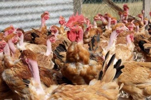 Quảng Trị xuất hiện ổ dịch cúm gia cầm A/H5N6