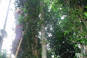 Vườn chè cổ thụ trăm tuổi Xứ Cùa