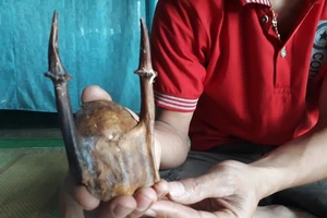 Nhặt được cặp 'sừng lạ' nghi là sừng cheo quý hiếm