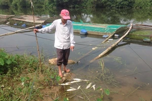 Xác định nguyên nhân cá lồng trên sông Bồ chết 