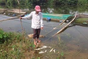 Huế: Cá nuôi lồng trên sông Bồ chết bất thường