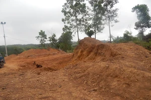 Bức tử thông là do... cam không kết trái?