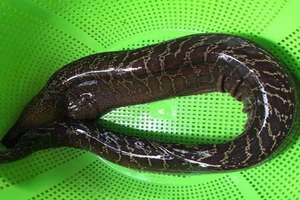 6 người nhập viện vì ăn ruột cá chình um măng