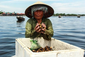 Chùm ảnh: Nhọc nhằn bắt trìa trên phá Tam Giang