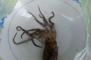 Đi đánh cá bị ... mực bạch tuộc cắn chết