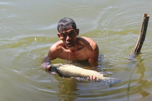 Cá lồng sắp thu hoạch chết bất thường trên sông Bồ