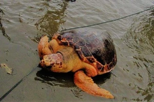 Rùa biển quý hiếm mắc lưới ngư dân Quảng Trị