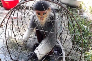 Voọc chà vá chân nâu đi lạc vào nhà dân