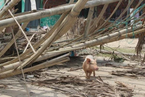 Phóng sự ảnh: Làng biển Quảng Bình xác xơ sau bão