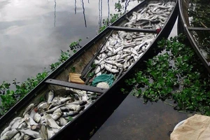 Hơn 37 tấn cá nuôi lăn ra chết trên sông Đại Giang