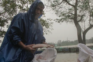 Chùm ảnh: Thủy điện xả lũ, cá nuôi chết trắng lồng