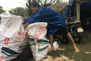 Nước mắt người nuôi cá lồng khi cơn lũ tràn về