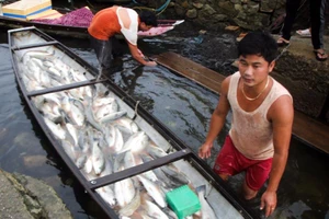 Cá lồng chết hàng loạt, dân nghi do thủy điện xả lũ