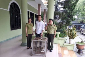 Giải cứu 1 cá thể mèo rừng quý hiếm