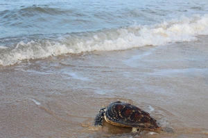 Thả con rùa cực quý về biển