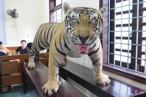 Bộ da hổ nhồi bông trên xe khách Bắc-Nam