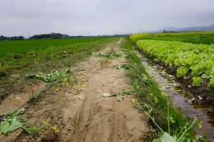 Giẫm nát vườn cải để có ảnh đẹp post 'phây'