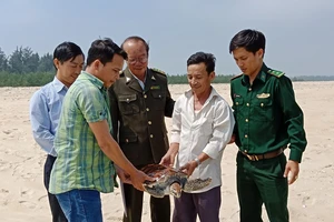 Chú rùa biển nặng 8 kg lạc vào phá Tam Giang