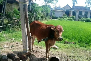 Bò chính sách chia cho cán bộ xã và giết thịt