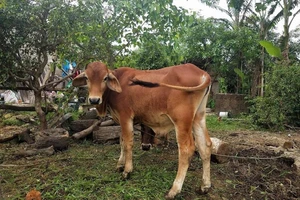 Vụ 'xẻ thịt' bò chính sách: Đã làm việc với 5 hộ bán bò