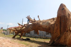 Vụ cây 'khủng': Đang chờ xác minh từ địa phương