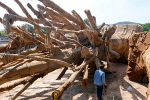 Phạt chủ cây 'siêu khủng' 750.000 đồng