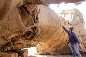 Vụ cây 'khủng': Có người xưng là chủ đến làm việc