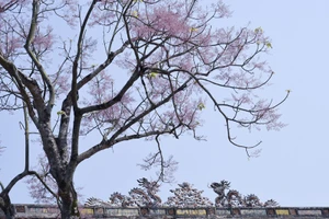 Ngắm hoa ngô đồng khoe sắc trong Đại nội Huế