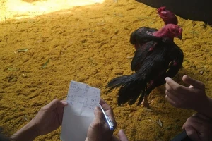 Nạn đánh bạc tại Festival Huế: Ban tổ chức nói gì?