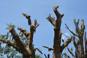 Vụ 3 cây 'khủng': Chưa cấp phép vận chuyển vì chưa hạ tải