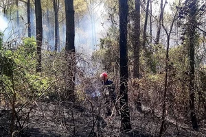 Hơn 200 người dập tắt rừng thông phát cháy 
