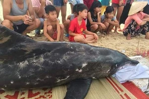 Người dân túc trực bên cá heo sau nhiều lần giải cứu bất thành