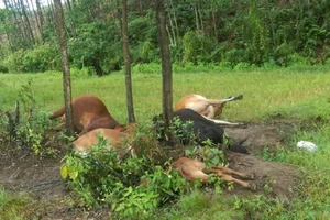 5 con bò của một gia đình tại Thừa Thiên-Huế bị sét đánh chết