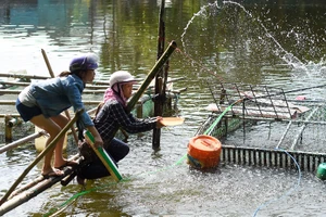 Người dân gạt nước mắt cứu cá lồng trên sông Bồ