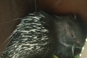 Phát hiện 11 con nhím hoang dã đang chuẩn bị mang đi tiêu thụ