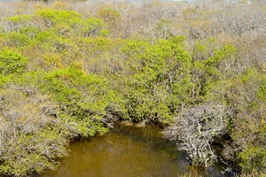 Hút hồn trước vẻ đẹp của rừng ngập mặn xứ Huế mùa thu