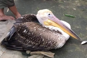 Liên tiếp bắt được chim "lạ" nghi có gắn thiết bị định vị