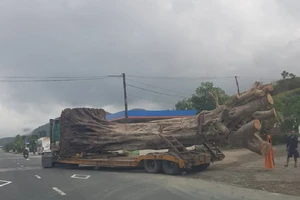 Không bằng lái, tài xế vẫn chở cây 'khủng' trên quốc lộ 1A