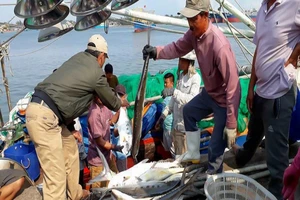 Ngư dân Cửa Việt trúng mẻ cá bè vàng tiền tỉ đầu năm