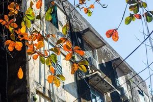 Xứ Huế đẹp nao lòng mùa cây bàng lá đỏ