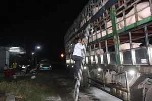 Xuất hiện dịch tả heo châu Phi tại Quảng Trị