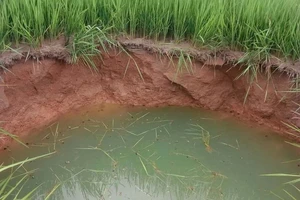 Sau cơn mưa, bất ngờ xuất hiện hố sâu giữa ruộng lúa