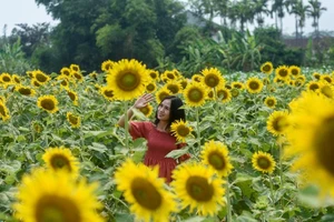 Du khách háo hức check-in cánh đồng hoa mặt trời ở Huế