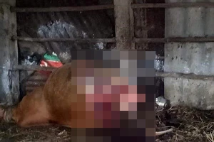 Con bò bị trộm cắt chân sau ngay trong chuồng
