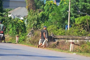 Xe chở 1.800 con vịt bị lật, nhiều người xô vào 'hôi của'